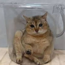 Thug Shaker Central Discord server icon