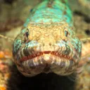the fishmongerz