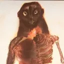 Apes Ascendance