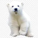 the bears