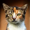 Stray Cat Alley