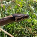 Reptile Rave