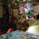 Maow  | Social & Gatitos Discord Server Icon