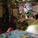 Discovery icon for Maow 😺 | Social & Gatitos Discord server