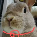もぐ鯖
