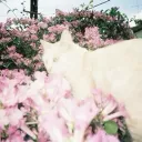 ۶ৎ Discord Server Icon