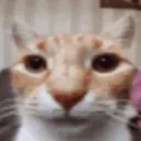 gwen discord server