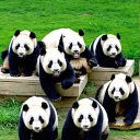 The Panda Squad's icon