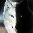 The Moonlight Shadow