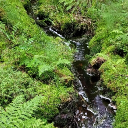 the greenwood forest