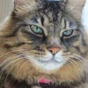猫のごま