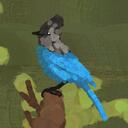 Birding World Discord Server Icon