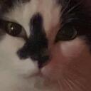 Funny Cat Confederate Discord Server Icon