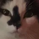 Funny Cat Confederate Discord Server Icon