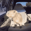 Tripulação Capivara