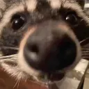Raccoon City