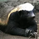 HoneyBadger Hitbox