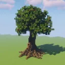 Oak Tree