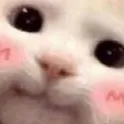 Phoibes' Discord