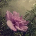 The Garden