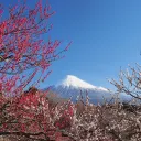 Japan Community Network