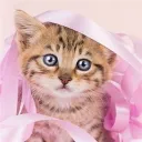 Star Trading Center Discord Server Icon