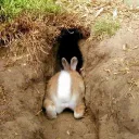 Fluffy Buns Burgers and Burrows