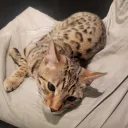 A Well To Scream Into's icon