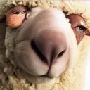 Wool