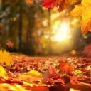 Maple's Forest