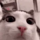 Cats in Basement