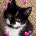 Yuma’s Kattenbak Discord Server Icon