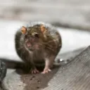 Fluidflames Rat Corner