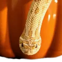 Colubrid and Colubroid Keepers