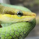 Colubrid and Colubroid Keepers