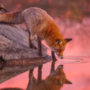 Twoof Discord server icon