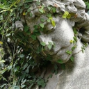 ÊœÉªá´‹á´€Ê€Éª'êœ± á´…ÊÉªÉ´É¢ É¢á´€Ê€á´…á´‡É´ Server Icon