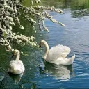 Swan Lake Discord Server Icon