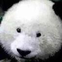 panda Discord Server Icon