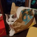 Animekittens discord icon