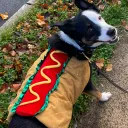 The Hotdog Stand