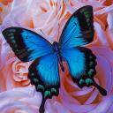 The Sapphire Butterfly Chronicles Discord Server Icon