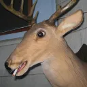 deer_butch's server