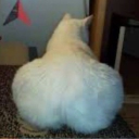 𓍯 𝚟𝚊𝚕𝚘𝚠𝚊𝚝𝚌𝚑