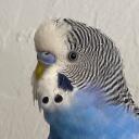Budgie Bonanza Discord Server Icon