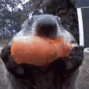 Blisscord