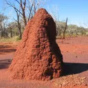 termite colony
