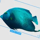 Neumi