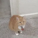 Dictatorship of DaCat