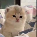 кошачий сервер